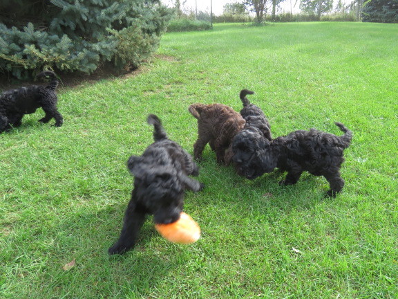 Hypoallergenic Australian Labradoodles Puppies for Sale in Iowa City ...